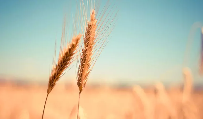  Preço do trigo atingiu o maior valor em 14 anos