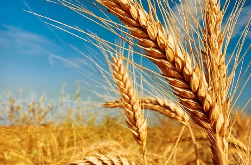  Panorama dos preços do trigo para o primeiro semestre de 2022