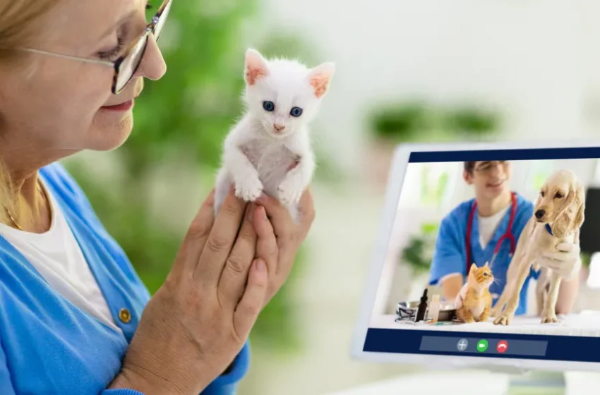  Startup Dr Mep é a primeira em telemedicina para pets no mundo